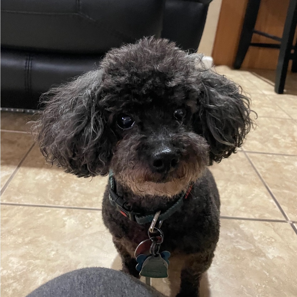 Meet your Posher, Pamela